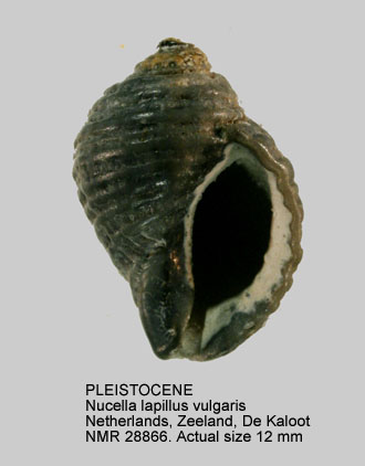 PLEISTOCENE Nucella lapillus vulgaris.jpg - PLEISTOCENE Nucella lapillus vulgaris (S.V.Wood,1848)